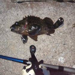 本荘人工島の穴釣りでタケノコメバル&クロソイ