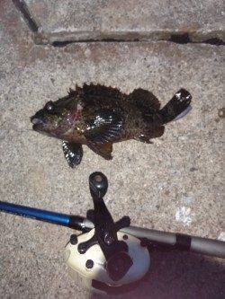 本荘人工島の穴釣りでタケノコメバル&クロソイ