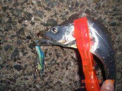 西宮浜に朝マズメを狙ってタチウオの釣果