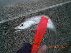 西宮浜に朝マズメを狙ってタチウオの釣果