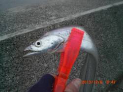 西宮浜に朝マズメを狙ってタチウオの釣果