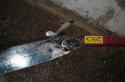 西宮浜　釣り納めに居残りタチウオを狙ってワインド釣行