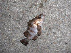 網干浜のウキ釣りでメバル・ガシラ、数釣れました