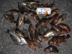 網干浜のウキ釣りでメバル・ガシラ、数釣れま…