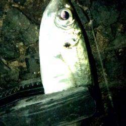 りんくう GH&キャロでアジ61尾の数釣り☆