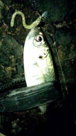 りんくう GH&キャロでアジ61尾の数釣り☆