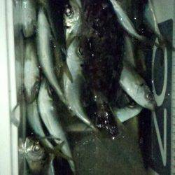 りんくう GH&キャロでアジ61尾の数釣り☆