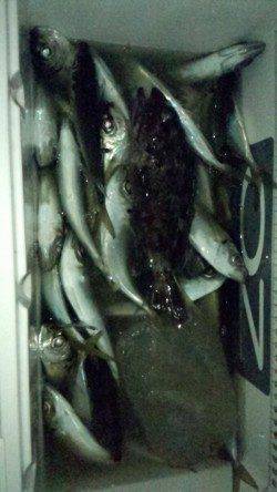 りんくう GH&キャロでアジ61尾の数釣り☆