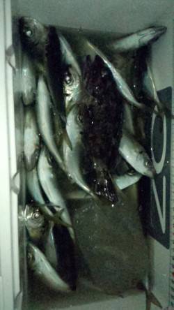 りんくう　GH＆キャロでアジ61尾の数釣り…