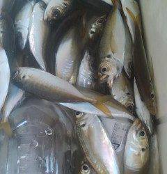 旧の赤灯台でのサビキ釣り、集魚灯を使ってアジ大漁！