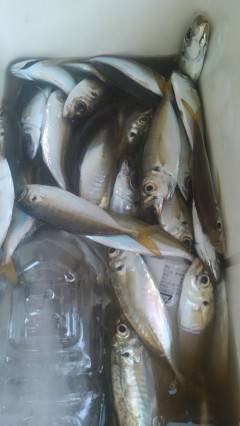 旧の赤灯台でのサビキ釣り、集魚灯を使ってア…