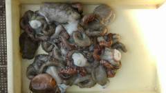 岸和田一文字、タコテンヤの探り釣り釣果、最…