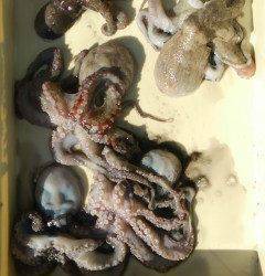 岸和田一文字、タコテンヤの探り釣り釣果、最大900gのタコ