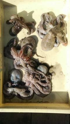 岸和田一文字、タコテンヤの探り釣り釣果、最大900gのタコ