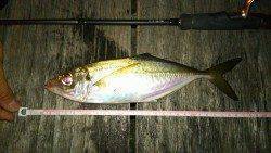 アジングで自己ベストサイズの27㎝のアジ