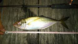 アジングで自己ベストサイズの27㎝のアジ