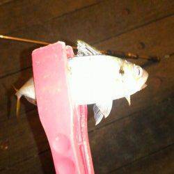 底～中層のただ引きに少しアクション、がヒットパターン