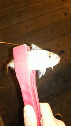 底～中層のただ引きに少しアクション、がヒッ…