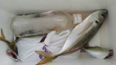 渡船を利用したサビキで30cmの大物アジ★…