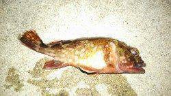 ポーアイでガシラ～舞洲でアジ