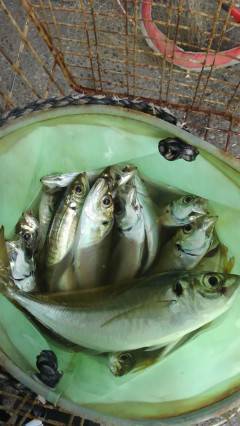 渡船を利用したサビキで30cmの大物アジ★