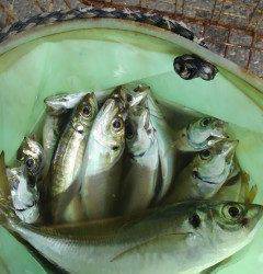 渡船を利用したサビキで30cmの大物アジ★