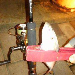 ポーアイでガシラ～舞洲でアジ