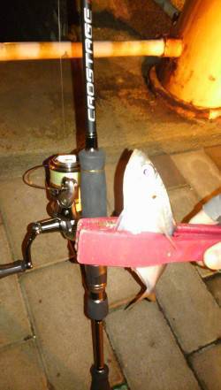 ポーアイでガシラ～舞洲でアジ