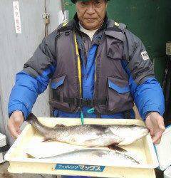 アジの飲ませ釣りでスズキ&ハマチ　沖の一番にて
