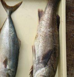 アジの飲ませ釣りでスズキ&ハマチ　沖の一番にて
