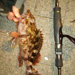 ライトワインドでガシラとアジが釣れました