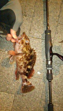 ライトワインドでガシラとアジが釣れました