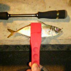 ライトワインドでガシラとアジが釣れました