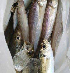 旧の赤灯台、サビキでアジ＆キスの釣果★