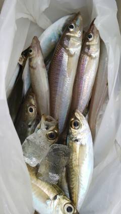 旧の赤灯台、サビキでアジ＆キスの釣果★