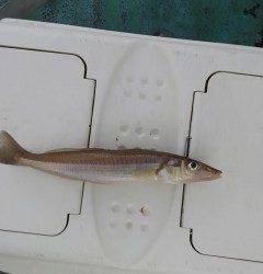 旧の赤灯台、サビキでアジ＆キスの釣果★