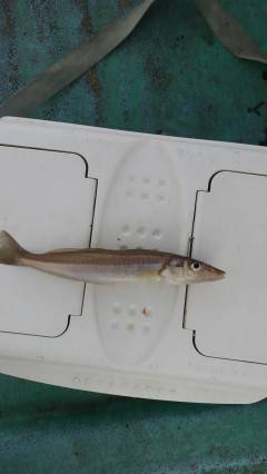 旧の赤灯台、サビキでアジ＆キスの釣果★