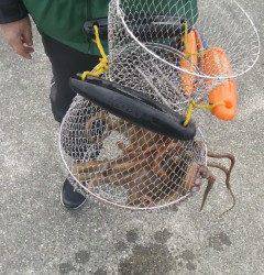 タコ釣れています！キロサイズも！テンヤ釣果