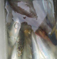 渡船を利用してのサビキ釣り！20cmの良型アジ