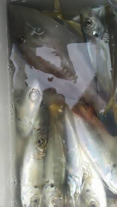 渡船を利用してのサビキ釣り！20cmの良型アジ