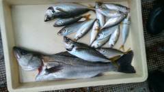 旧の赤灯台のサビキで28㎝のアジ！