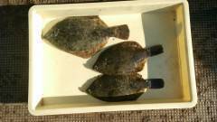 渡船を利用しての投げ釣りでカレイ★