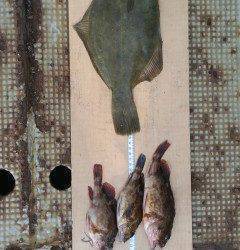 渡船を利用しての投げ釣りでカレイ★