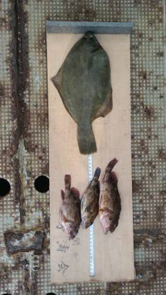 渡船を利用しての投げ釣りでカレイ★