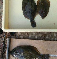 本日もカレイがポロポロ、青イソメで投げ釣り