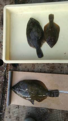 本日もカレイがポロポロ、青イソメで投げ釣り