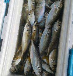 旧の赤灯台でアジ100匹！サビキ釣果
