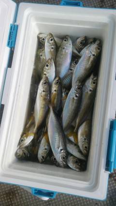 旧の赤灯台でアジ100匹！サビキ釣果