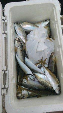 岸和田一文字　サビキのアジまだまだ狙えます