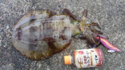 蒲入　終盤のエギングで800gを頭にアオリ…